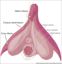Klitoris er noget større end man regner med. 